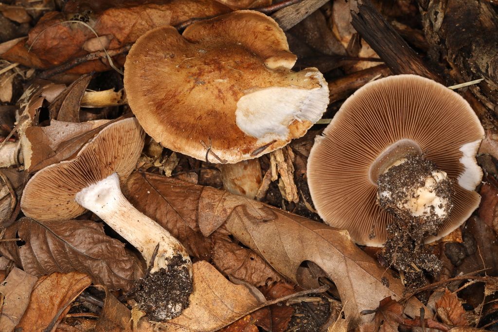 Phlegmacium sp. 'brunneolividum-IN01'
