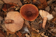 Lactarius mutabilis