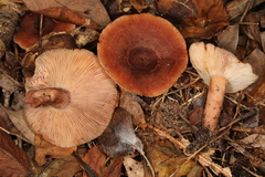 Lactarius mutabilis