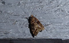 Eudonia legnota