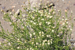 Baccharis darwinii
