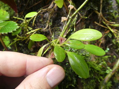 Stelis hirtzii