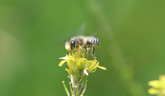 Megachile pollinosa