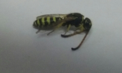 Sapygidae