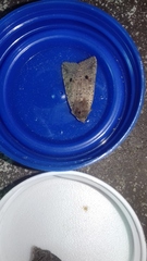 Agrochola blidaensis
