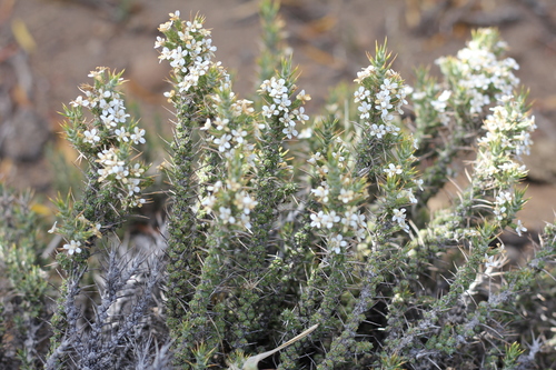 Flor de la pluma