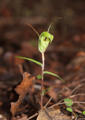 Pterostylis brumalis