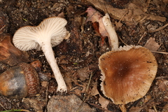 Cuphophyllus