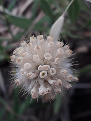 Gaillardia megapotamica megapotamica