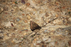 Erynnis juvenalis