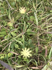 Trifolium fucatum