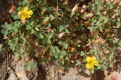 Oxalis californica