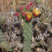 Cylindropuntia californica - Photo (c) Ben,  זכויות יוצרים חלקיות (CC BY-NC-ND), uploaded by squamatologist