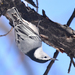 Eastern White-breasted Nuthatch - Photo (c) Steven Mlodinow, some rights reserved (CC BY-NC), uploaded by Steven Mlodinow