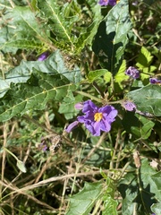 Solanum cinereum
