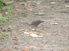 Patagioenas plumbea