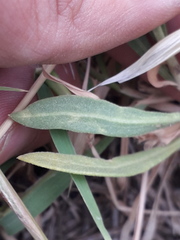 Gaillardia megapotamica megapotamica