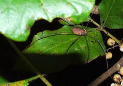 Leiobunum euserratipalpe