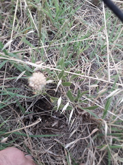 Gaillardia megapotamica megapotamica