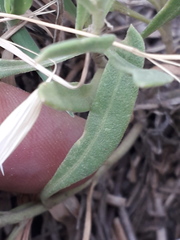 Gaillardia megapotamica megapotamica