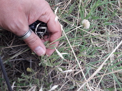 Gaillardia megapotamica megapotamica
