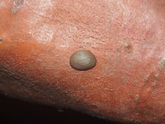 Sphaerium striatinum