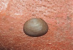 Sphaerium striatinum