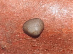 Sphaerium striatinum