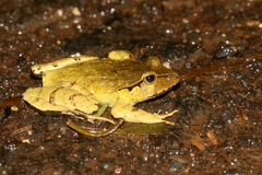 Platyplectrum fletcheri