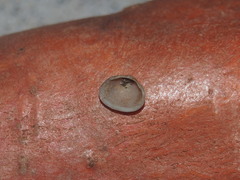 Sphaerium striatinum