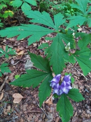 Aconitum axilliflorum