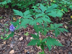Aconitum axilliflorum