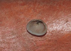 Sphaerium striatinum