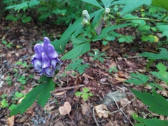 Aconitum axilliflorum