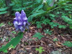 Aconitum axilliflorum