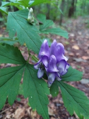 Aconitum axilliflorum