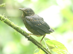 Premnoplex brunnescens