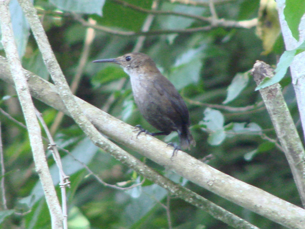 Cave Wrens