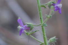 Sairocarpus pusillus