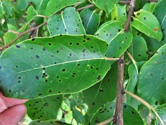 Pseudocercospora kaki