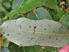 Pseudocercospora kaki
