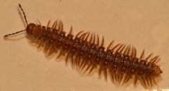 Polydesmus coriaceus