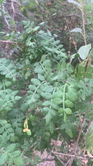 Bursera littoralis