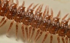 Polydesmus coriaceus