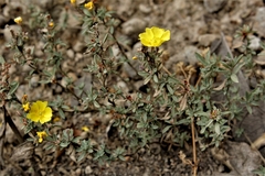 Crocanthemum glomeratum