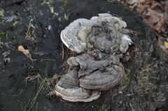 Basidiomycota