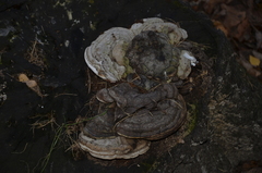 Basidiomycota