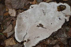 Basidiomycota