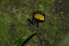 Mantella laevigata