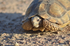 Chelonoidis chilensis